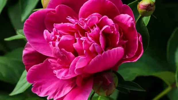 Чем подкормить пионы для пышного цветения