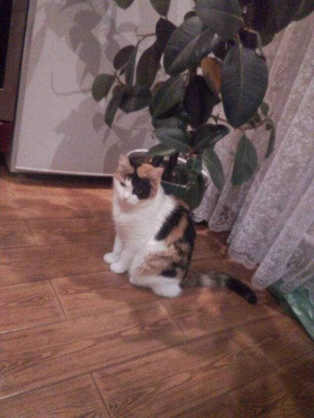 кошка в доме