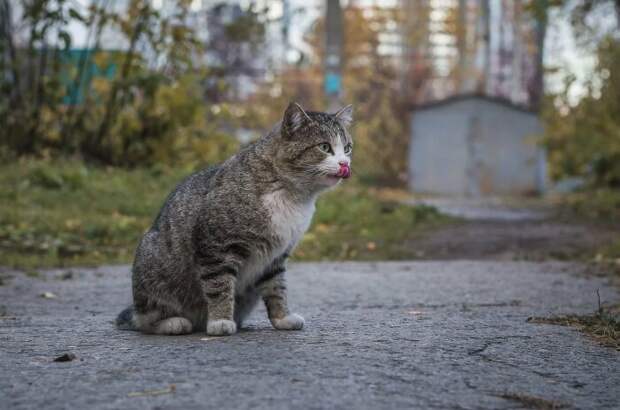 Коты без породы намного лучше. /Фото: fotostrana.ru.