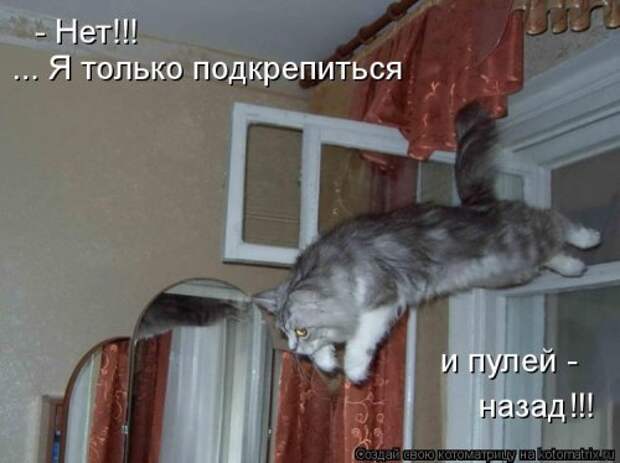 Новая котоматрица на Бугаге (38 фото)
