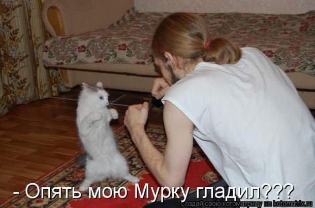 Лучшие котоматрицы недели (50 фото)