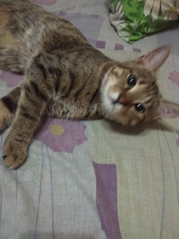 кошка
