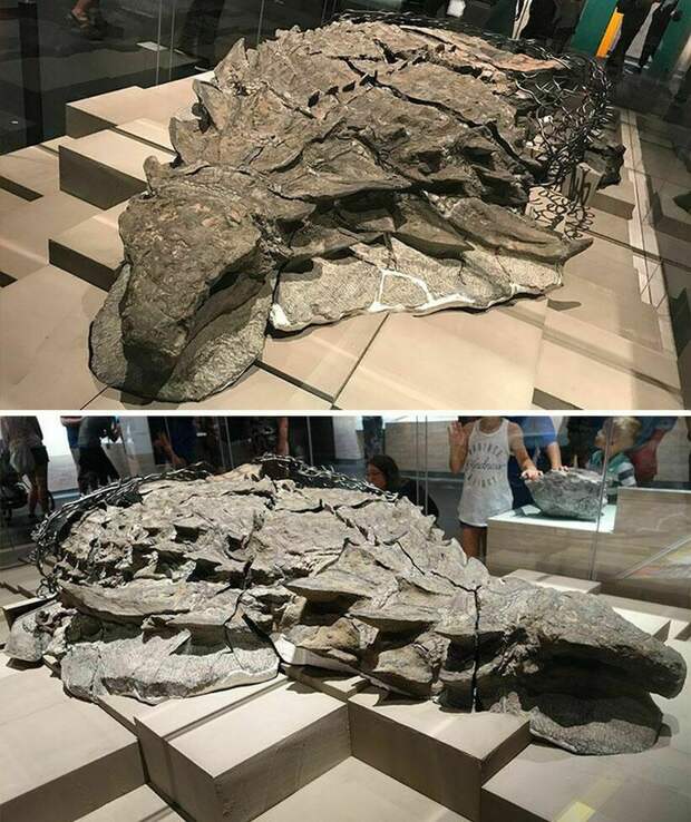Самые впечатляющие окаменелости, которые когда-либо находили палеонтологи