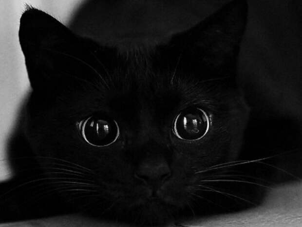 5 мифов про энергетику черных котов