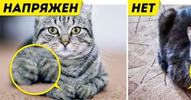 9 кошачьих поз для отдыха, которые скажут вам больше, чем самое выразительное мя