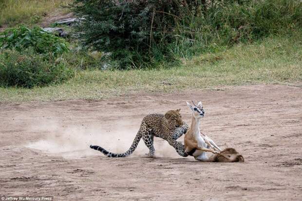 Молниеносная охота: самка леопарда готовит обед для своих детенышей заповедник, кения, леопард, масаи-мара, нападение животных, охота, хищник, хищники и жертвы
