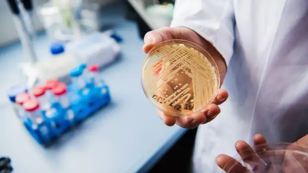 Учёный высказался о ГМО-продуктах