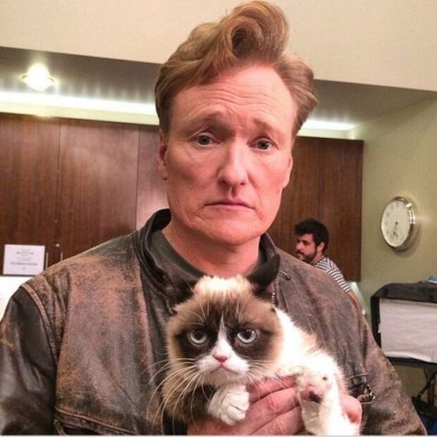 Grumpy Cat за 2 года обогатила свою хозяйку на 100 миллионов долларов (20 фото)