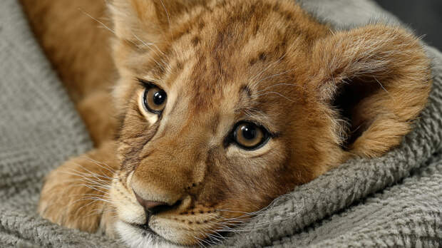 Искалеченного львенка забрали у московского лакшери-блогера и передали в зоопарк