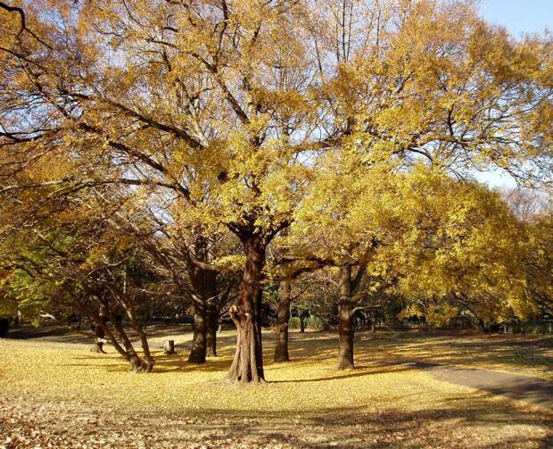 Pin on Nature Photo tree, Golden lighting, Outdoor