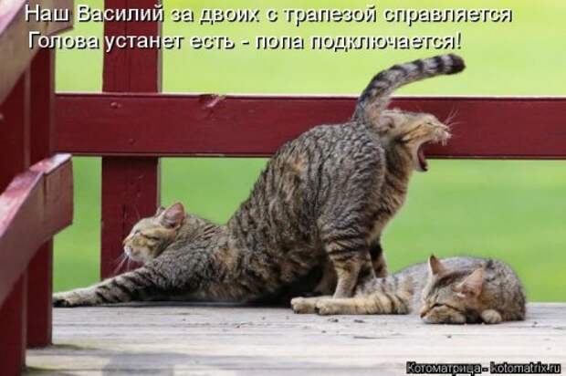 Лучшая котоматрица за неделю (32 фото)