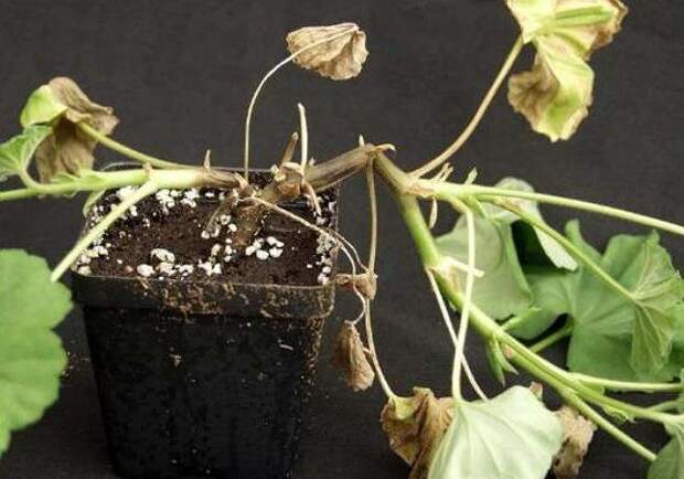 Появляясь у корневой шейки, пятна гнили постепенн распространяются на все растение