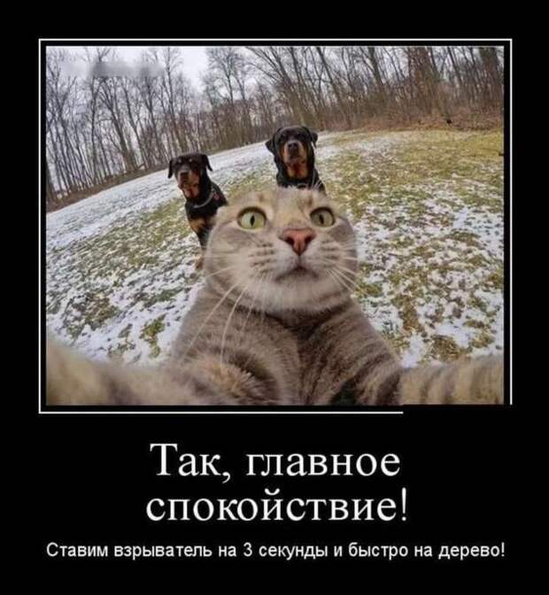 Демотиваторы. Подборка chert-poberi-dem-chert-poberi-dem-47020919052020-1 картинка chert-poberi-dem-47020919052020-1
