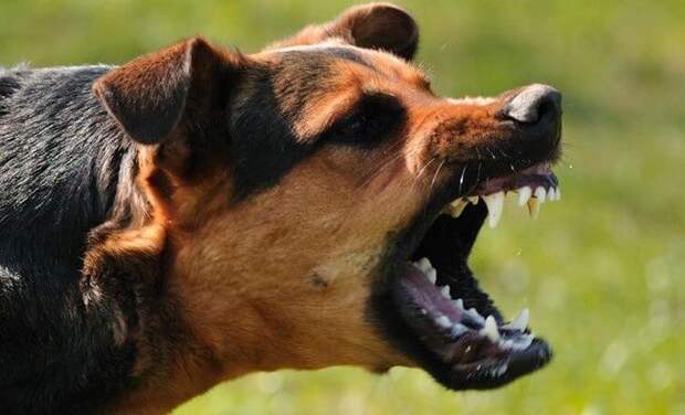Спецназ советует: как действовать при нападении собаки прикол, самооборона, факты, фишка