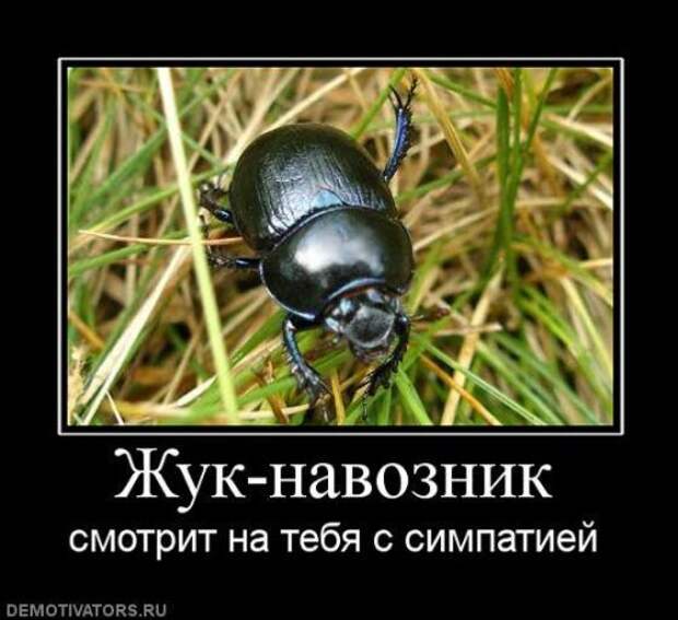 Прикольных картинок много не бывает (33 шт)