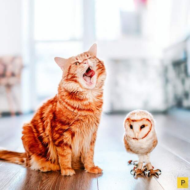 Роскошный рыжий кот по имени Котлета (27 фото) Роскошный рыжий кот по имени Котлета (27 фото)