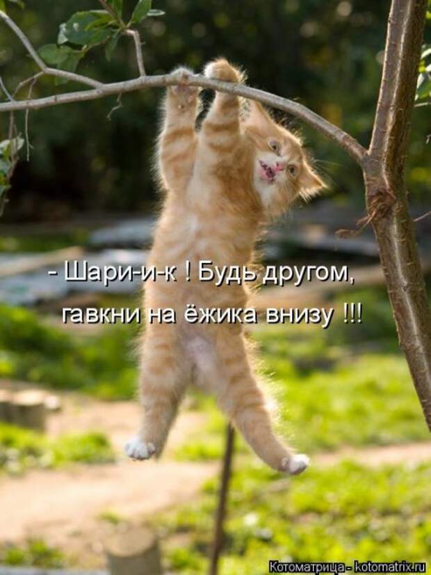 Свежая котоматрица на Бугаге (26 фото)