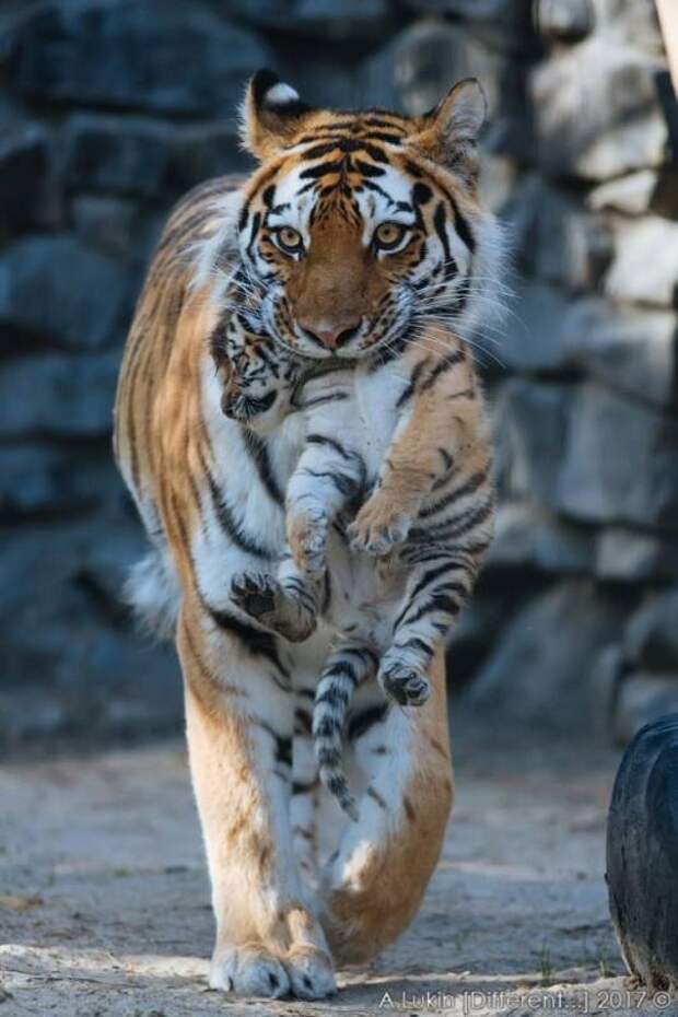 Новосибирский зоопарк объявил о рождении трех тигрят и показал фото малышей