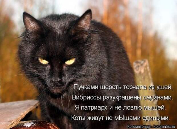 Свежая котоматрица (20 фото)