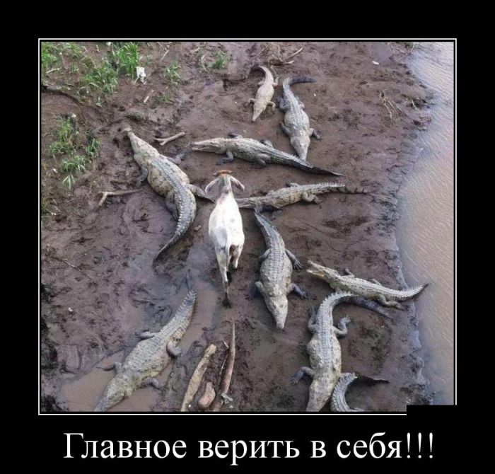 Демотиваторы бревно, демотиваторы, юмор