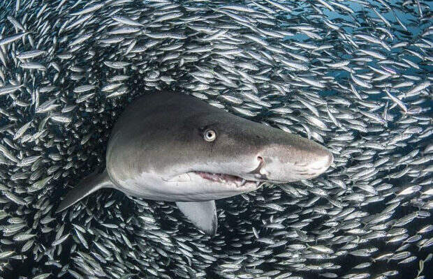 акулы_6