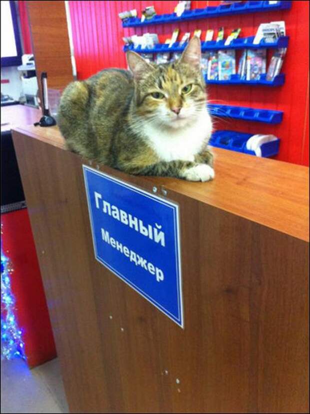 Надписи,объявления