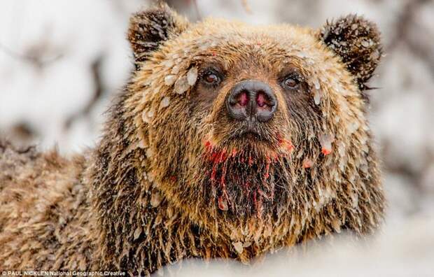 Удивительная жизнь медведей, подсмотренная известным фотографом в лесах Канады и в Арктике животные, жизнь, медведь, хищник