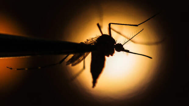 В Роспотребнадзоре оценили вероятность вспышки лихорадки денге в РФ