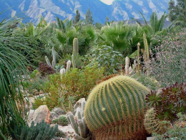 Национальный ботанический сад Кирстенбош (Kirstenbosch National Botanical Garden)