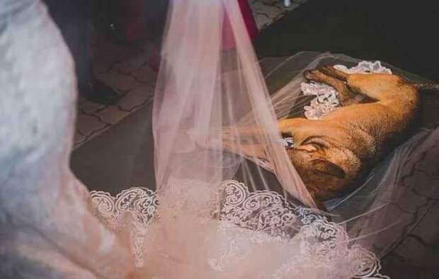 Реакция этой пары на бездомного пса, сорвавшего им свадьбу, покорила интернет (12 фото)