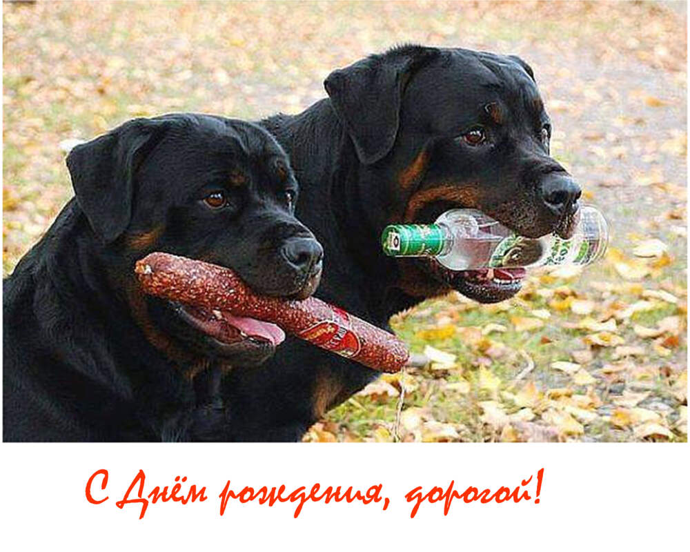 С днем друзей ротвейлеры