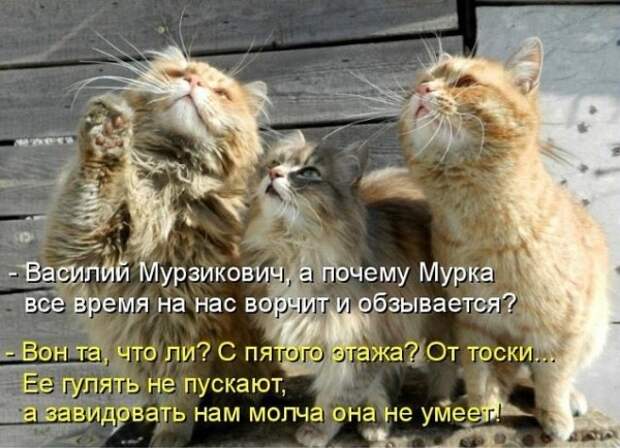 Субботний позитивчик (30 фото)