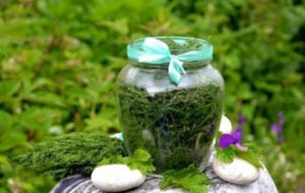 Укроп на зиму