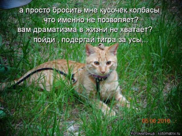 Лучшие котоматрицы недели (50 фото)