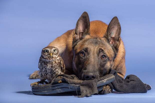 557905-900-1458032069-ingo-else-dog-owl-friendship-tanja-brandt-7