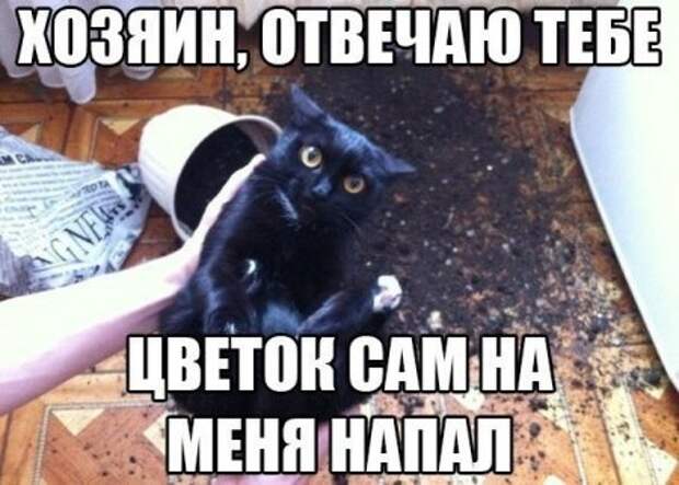 Посмеемся?