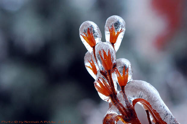 Icebeauty12 Ледяное вдохновение — 23 фото интересных образований изо льда