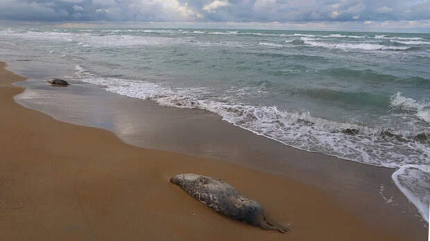 В Тупкараганском районе Казахстана нашли 112 туш каспийских тюленей
