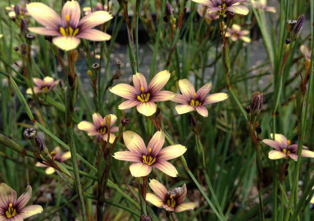 Сисиринхий Biscutella, фото сайта www.macplants.co.uk