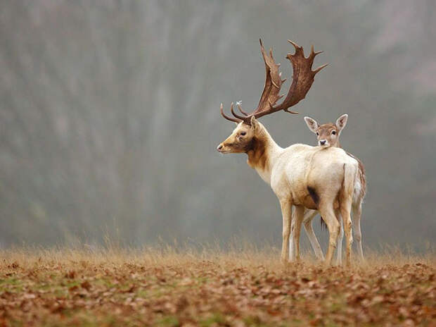 National Geographic: лучшие фотографии июля