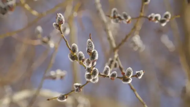 Священник объяснил, почему верба стала символом православного праздника