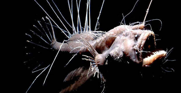 Магия живого света Магия живого света биолюминесценция, животные, насекомые, свет, свечение