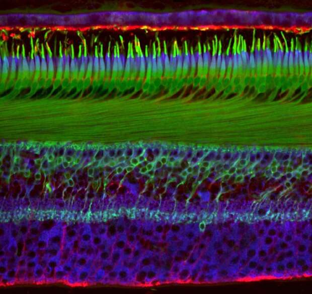 20 работ с конкурса микрофотографии Nikon Small World 2018