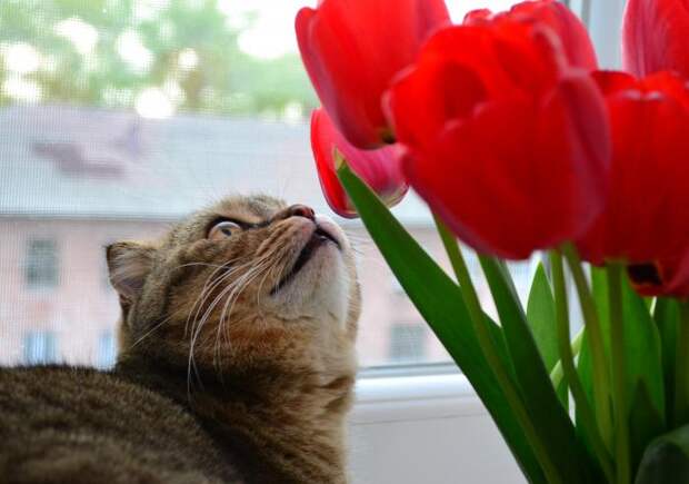 Ну и кот, по традиции ))) Ну и кот, по традиции )))