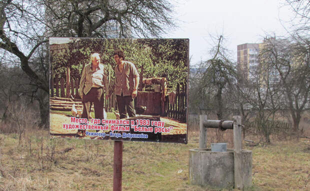 "Белые росы", Гродно