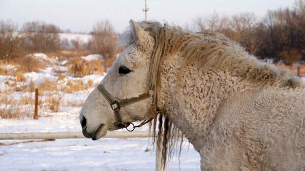 Длинная и кучерявая шерсть позволяет этой лошади переносить более суровые морозы.