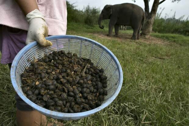samidorogoykofe 20 Самый дорогой кофе в мире и его слоны производители