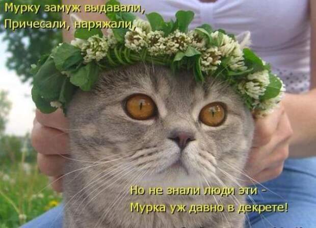 Лучшие котоматрицы от 13.08.11