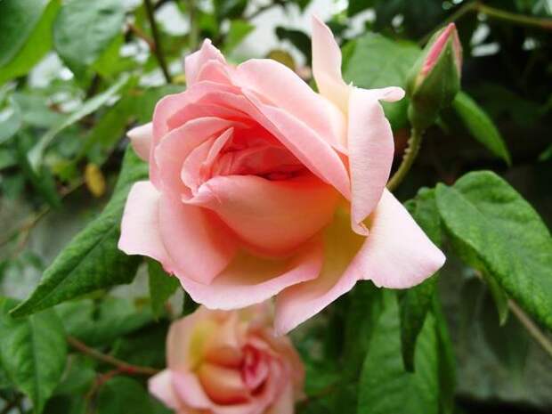 Первая отечественная роза сорт Графиня Воронцова