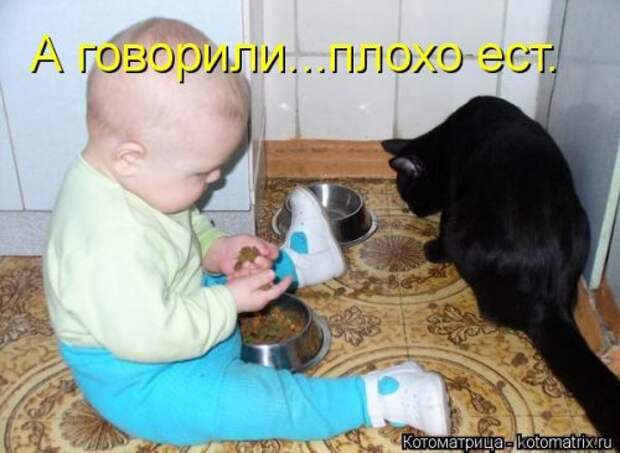 Свежая котоматрица (35 фото)
